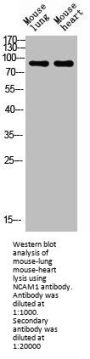 NCAM1 Antibody