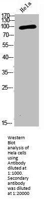 NCAM1 Antibody