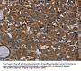PDE5A Antibody