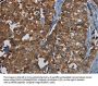 PDE5A Antibody