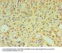 IFNL1 Antibody