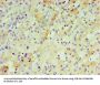IFNL1 Antibody