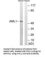 RUNX1 (Ab-435) Antibody