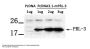 PTP4A3 Antibody