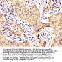 CD82 Antibody