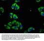 CD82 Antibody