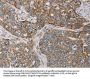MTFP1 Antibody