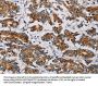 MTFP1 Antibody