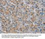 PNLIP Antibody