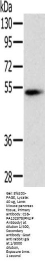PNLIP Antibody