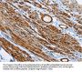 SHROOM2 Antibody