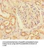 MIB1 Antibody