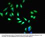 MIB1 Antibody