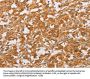 OLR1 Antibody