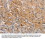 OLR1 Antibody