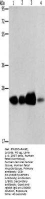 ARFRP1 Antibody