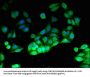 PIK3CG Antibody