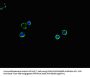 SLC2A2 Antibody