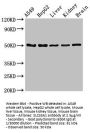 SLC33A1 Antibody
