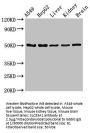 SLC33A1 Antibody