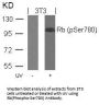 Phospho-RB1 (Ser780) Antibody