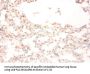 STEAP1 Antibody
