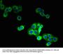 STEAP1 Antibody