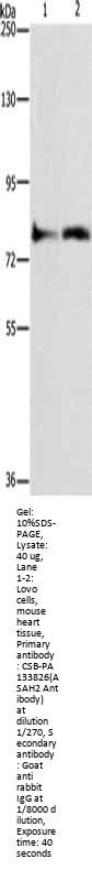 ASAH2 Antibody