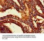 PODXL Antibody