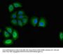 PODXL Antibody