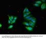 PODXL Antibody