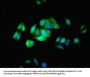 PODXL Antibody