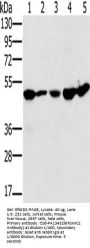 PSMC2 Antibody