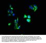 ANXA1 Antibody