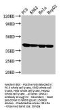 ANXA1 Antibody
