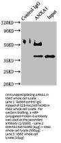 ANXA1 Antibody