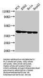 ANXA1 Antibody
