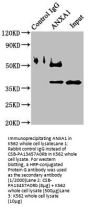 ANXA1 Antibody