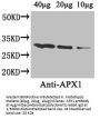 APX1 Antibody