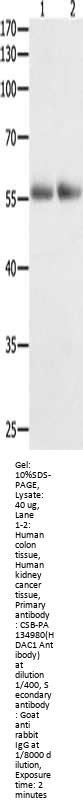HDAC1 Antibody