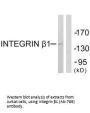 ITGB1 (Ab-789) Antibody