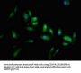 LIN28A Antibody