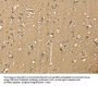 NES Antibody
