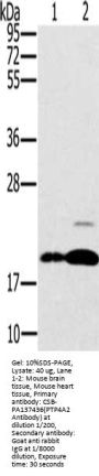 PTP4A2 Antibody