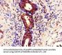 STAU1 Antibody