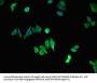 STAU1 Antibody