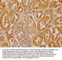 CFHR1 Antibody