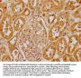 CFHR1 Antibody
