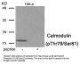 Phospho-CALM1 (Thr79/Ser81) Antibody