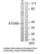 ATG4B Antibody